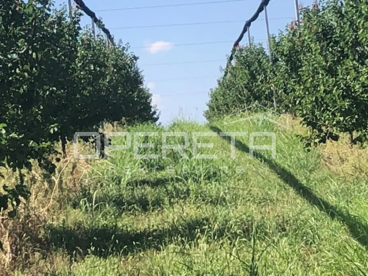 Zemljište - Banska Kosa, Beli Manastir, Beli Manastir, 229476m2