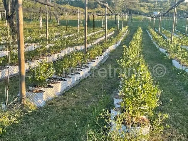 Zemljište - Pisarovina, 148000m2