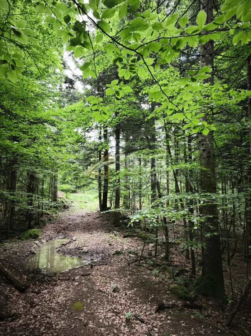 Zemljište - Vrbovsko, 17835m2