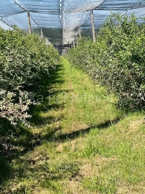 Zemljište - Pisarovina, 148000m2